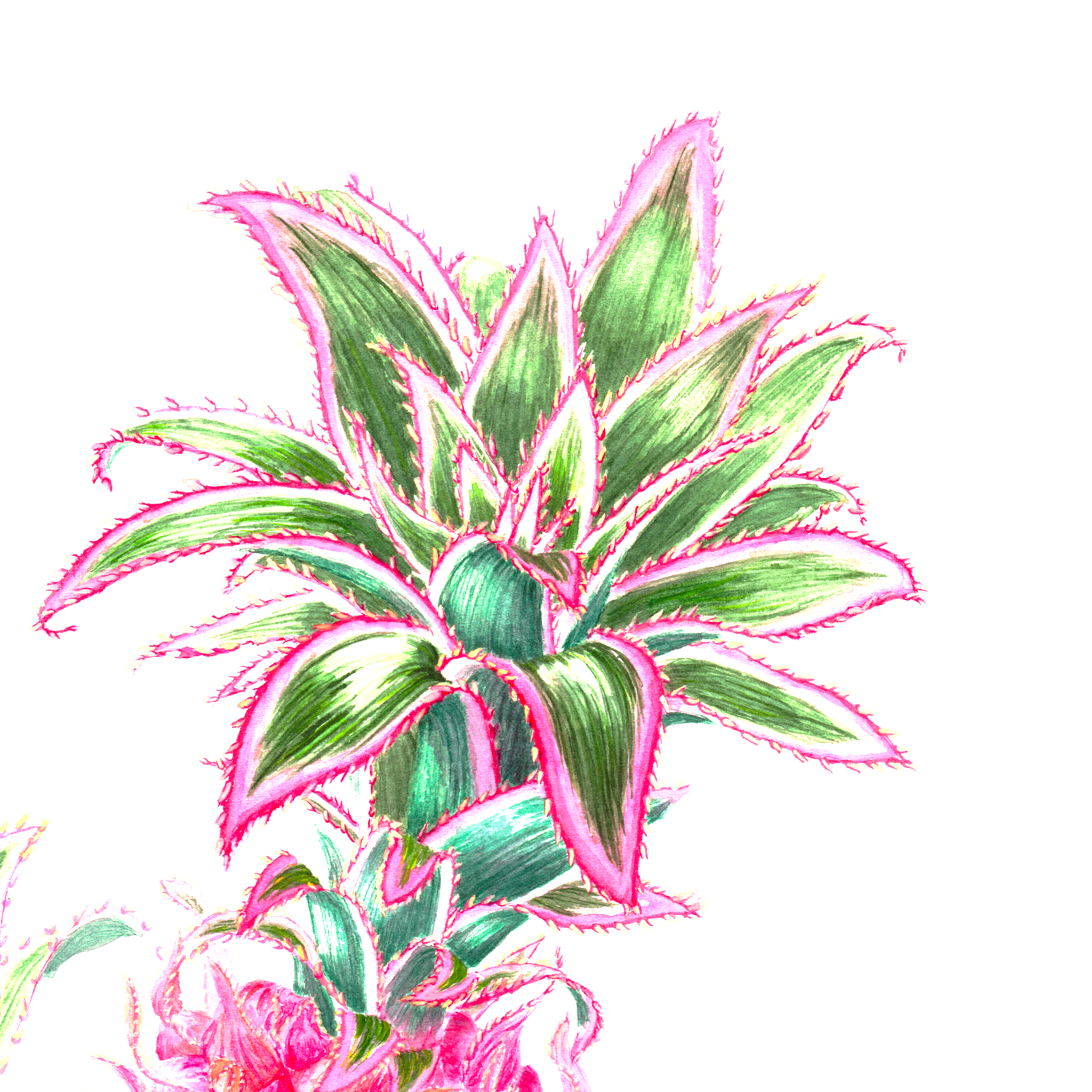 Détail d'un ananas rose
Ananas s.p., aquarelle, 51x36cm